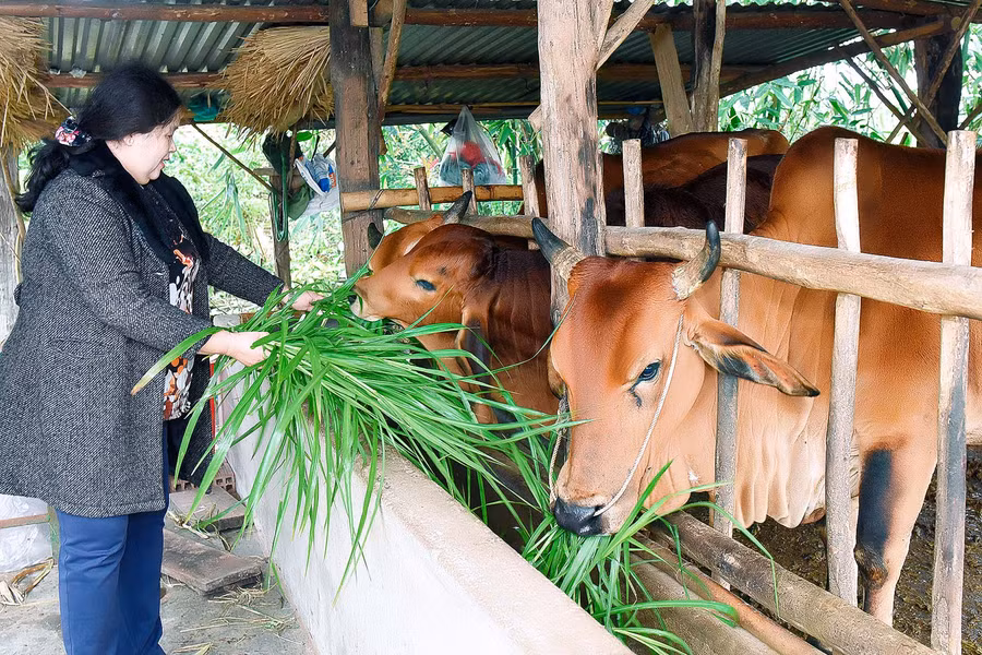 2.Nhờ được Hội Nông dân phường An Phú, thị xã An Khê, tạo điều kiện tham gia lớp tập huấn kỹ thuật chăn nuôi, chị Phạm Thị Huệ tổ 3, có kinh nghiệm chăm sóc vật nuôi. Đến nay, mô hình chăn nuôi của chị Huệ cho thu nhập trên 100 triệu đồng/năm.