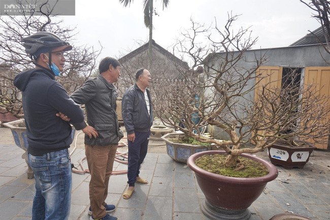 Do ảnh hưởng của dịch Covid-19 nên nhu cầu chơi hoa mai dịp Tết Nguyên đán Tân Sửu giảm mạnh. Do ảnh hưởng của dịch Covid-19 nên nhu cầu chơi hoa mai dịp Tết Nguyên đán Tân Sửu giảm mạnh.