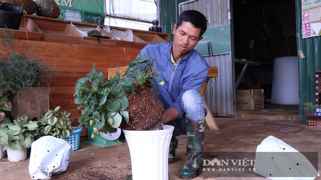 Đối với các tỉnh xa, anh Định cho rằng nếu vận chuyển đường xa cùng với khí hậu nắng nóng sẽ khiến dâu tây nhanh chóng bị hỏng.