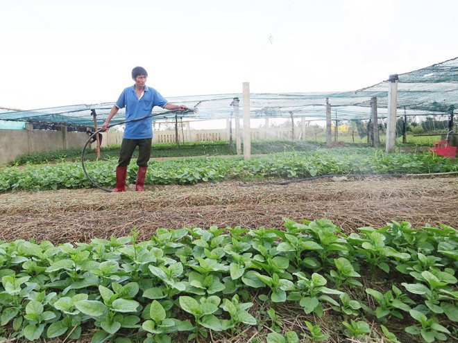  Ông Nguyễn Hữu Chung tưới nước chăm sóc vườn rau - Ảnh: TRANG THY