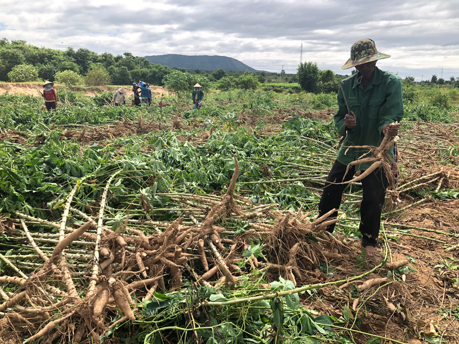 Người dân xã Chư Gu (huyện Krông Pa) thu hoạch mì. Ảnh: Lê Nam