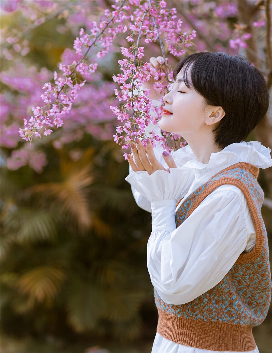 Mai anh đào là loại hoa thích hợp khí hậu ôn đới. Sau khoảng thời gian rụng lá, mai anh đào sẽ nở hoa. Hoa nở thành từng chùm, nghiêng theo cành sà xuống dưới, chỉ cần giơ tay lên là chạm tới những bông hoa (Ảnh: Xuân Hải) Mai anh đào là loại hoa thích hợp khí hậu ôn đới. Sau khoảng thời gian rụng lá, mai anh đào sẽ nở hoa. Hoa nở thành từng chùm, nghiêng theo cành sà xuống dưới, chỉ cần giơ tay lên là chạm tới những bông hoa (Ảnh: Xuân Hải)