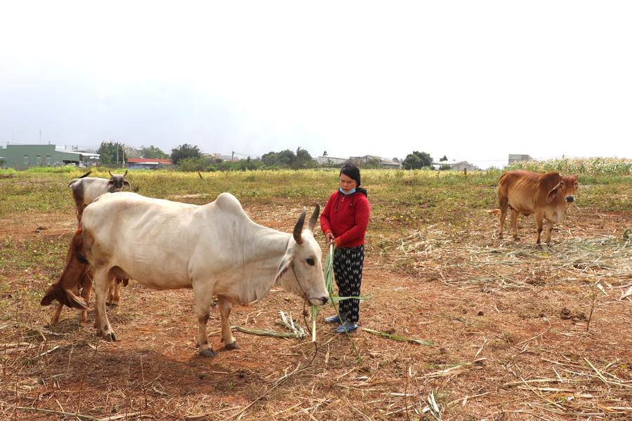 Thông qua, các gói hỗ trợ, cho vay ưu đãi đã giúp nhiều hội viên, phụ nữ tại thị trấn huyện Kông Chro có vốn đầu tư phát triển sản xuất, chăn nuôi, nâng cao thu nhập. Ảnh Ngọc Minh