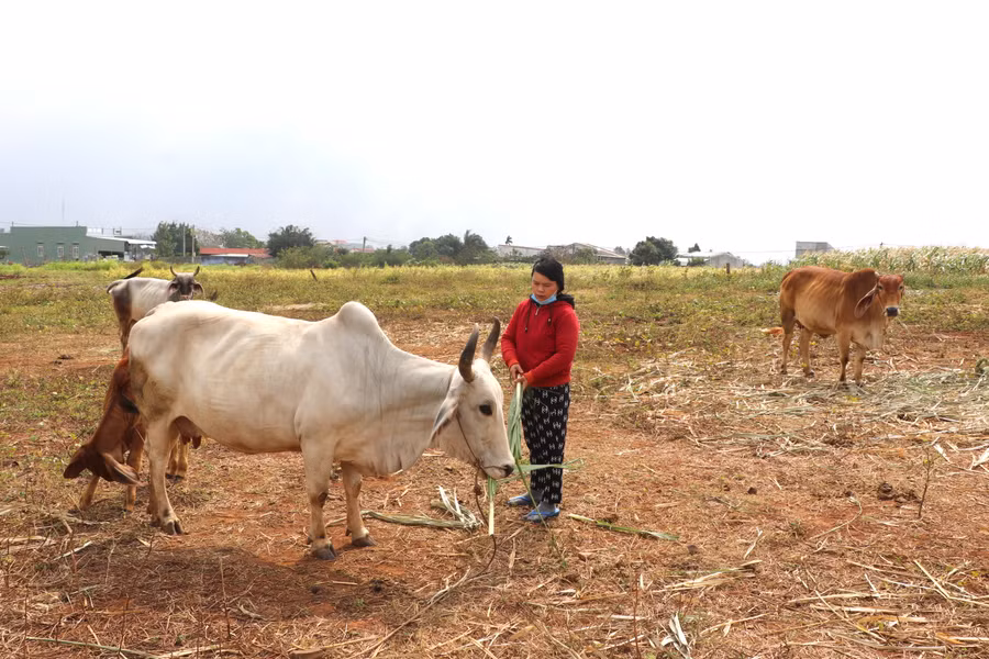 Thông qua, các gói hỗ trợ, cho vay ưu đãi đã giúp nhiều hội viên, phụ nữ tại thị trấn huyện Kông Chro có vốn đầu tư phát triển sản xuất, chăn nuôi, nâng cao thu nhập. Ảnh Ngọc Minh