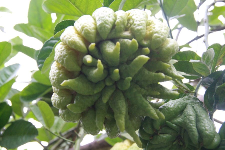 Tết Nguyên Đán năm nay, do ảnh hưởng của thời tiết thay đổi thất thường nên số lượng quả thu được ít hơn năm ngoái. Tuy nhiên, vẫn có nhiều quả to, đẹp và chất lượng tốt.