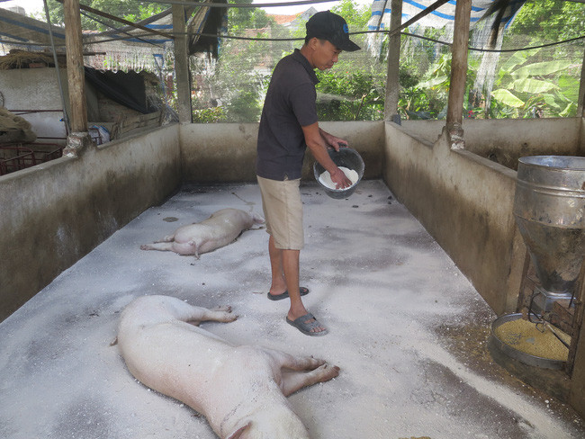  Từ giữa tháng 10/2020, trên địa bàn TX Phổ Yên (tỉnh Thái Nguyên) tái bùng phát dịch tả lợn châu Phi. Ảnh: Quân Trang (Báo Dân Việt).