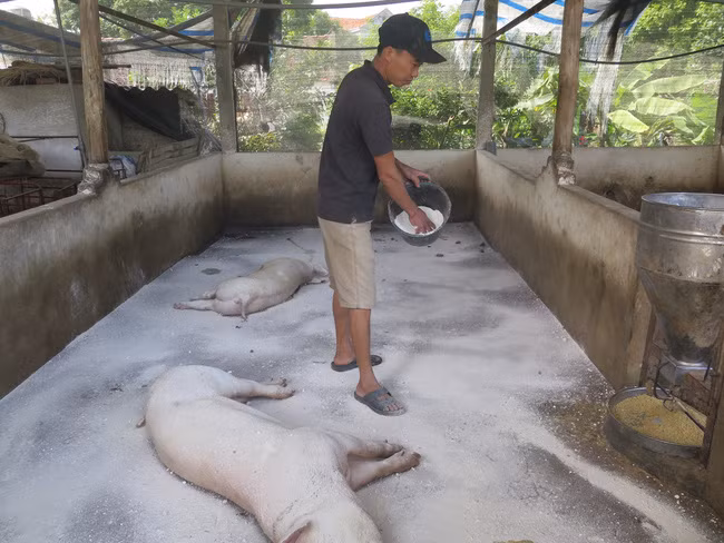  Từ giữa tháng 10/2020, trên địa bàn TX Phổ Yên (tỉnh Thái Nguyên) tái bùng phát dịch tả lợn châu Phi. Ảnh: Quân Trang (Báo Dân Việt).