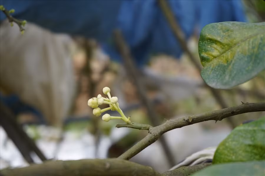  Dịp cuối năm cũng là thời điểm bưởi ra hoa, tuy nhiên với kinh nghiệm 3 đời trồng bưởi Lâm Động, bà Vườn cho biết sẽ ngắt hoa vụ cuối năm để đợi đợt hoa mới tầm tháng 2-3 âm lịch. Sau đó chăm bón cho đến vụ thu hoạch cuối năm để đạt giá trị kinh tế cao nhất. Ảnh Mai Dung