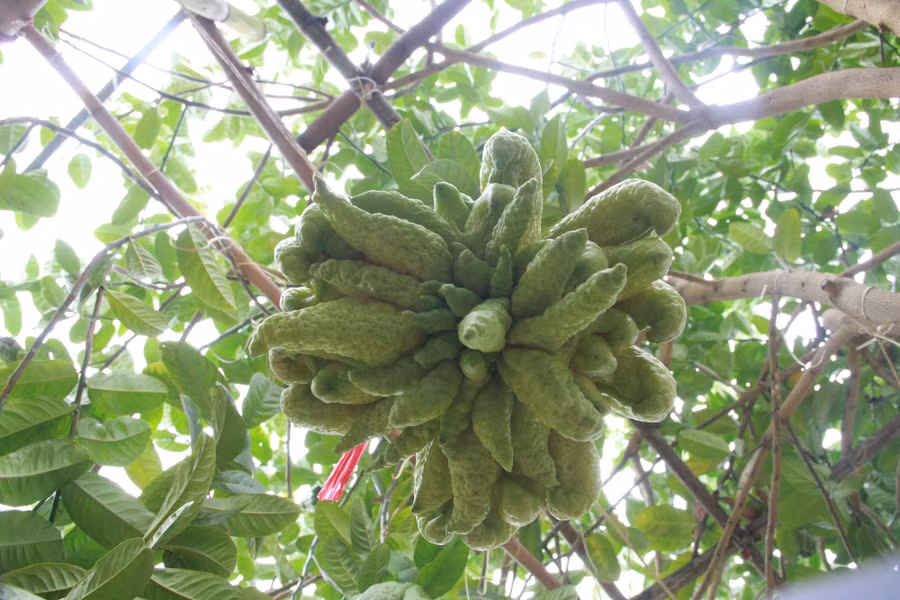 Ở Quế Lâm, mỗi vườn phật thủ diện tích khoảng 3000 m2 sẽ trồng được 300 cây và cho thu hoạch trung bình 5000 quả cho vụ Tết. Nông dân trồng phật thủ ở Quế Lâm có khoảng 50% đã phát triển vườn được 4 – 5 năm, 50% còn lại là các nhà vườn từ Phúc Thọ chuyển về trong 1 – 2 năm trở lại đây.