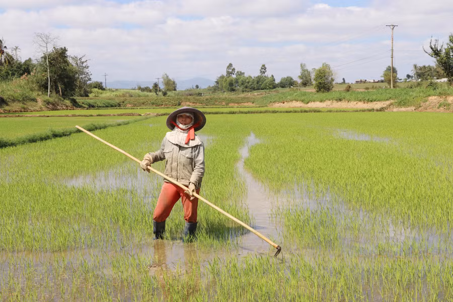 Gia đình chị Đào Thị Lý (thôn Cửu Đạo, xã Tú An) chủ động gieo sạ sớm để tránh hạn vào cuối vụ. Ảnh: Quang Tấn