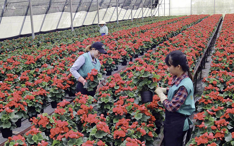 Sản xuất nông nghiệp ứng dụng công nghệ cao lan tỏa mạnh mẽ trên địa bàn tỉnh Lâm Ðồng.