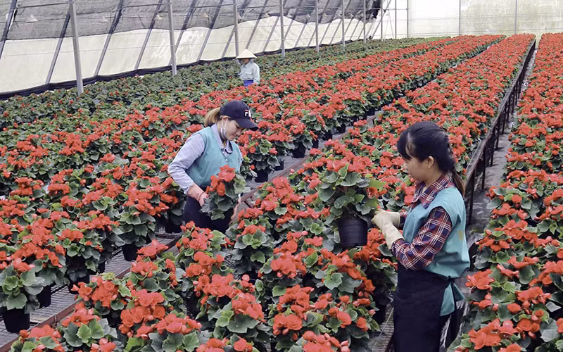 Sản xuất nông nghiệp ứng dụng công nghệ cao lan tỏa mạnh mẽ trên địa bàn tỉnh Lâm Ðồng.