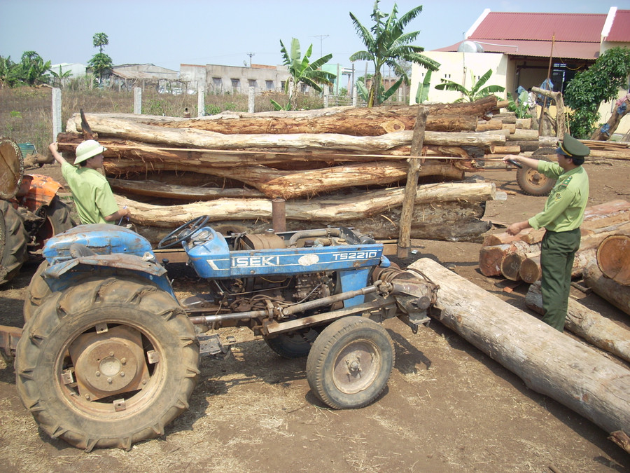 Lực lượng kiểm lâm kiểm đếm tang vật vi phạm. Ảnh: Thanh Nhật