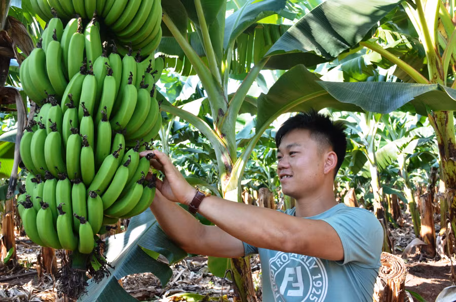  Công nhân Công ty TNHH Thuận Tâm Thành chăm sóc vườn chuối. Ảnh: Vĩnh Hoàng