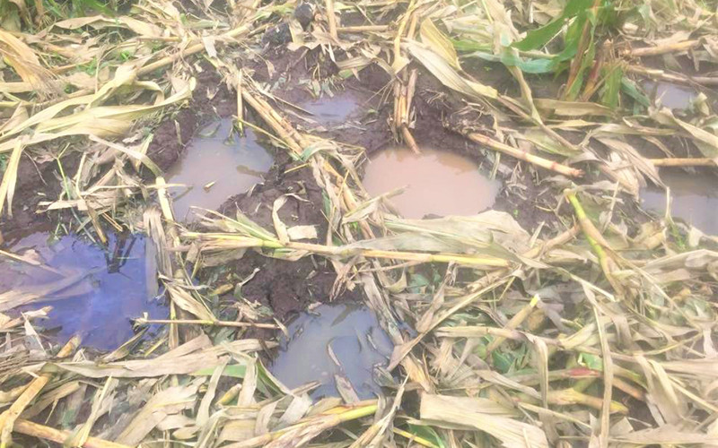  Nhiều diện tích cây trồng của người dân ở xã Krông Na, huyện Buôn Đôn bị voi rừng về phá.