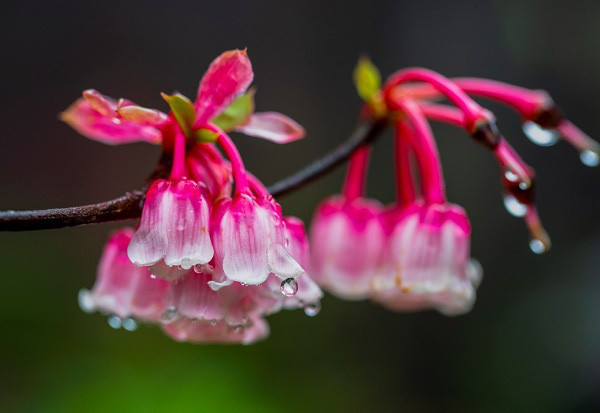 Hình dáng của đào chuông giống như tên gọi của nó