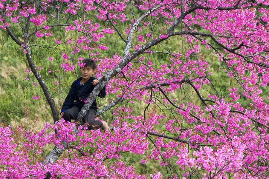 Một em bé người Mông ngồi giữa sắc hồng rực của hoa Tớ Dày.