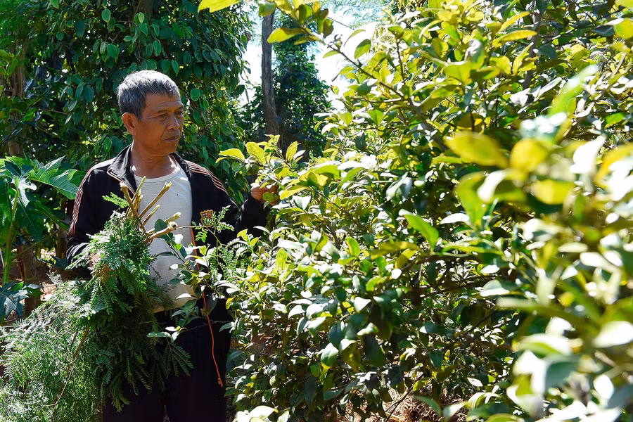 5.Ngoài trồng chuối, năm 2017, gia đình ông Kê còn trồng nhiều loại cây ăn trái trên cùng 1 diện tích như: sầu riêng, nhãn, mít... cho thu nhập cao.