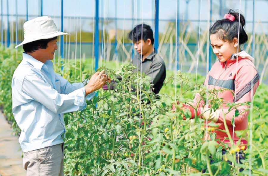Trồng rau công nghệ cao tại Công ty Hương Đất An Phú (TP. Pleiku). Ảnh: Đức Thụy Trồng rau công nghệ cao tại Công ty Hương Đất An Phú (TP. Pleiku). Ảnh: Đức Thụy