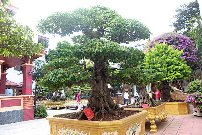 Bộ sưu tập khế cổ gồm 4 cây được xem là “có một không hai” ở Việt Nam