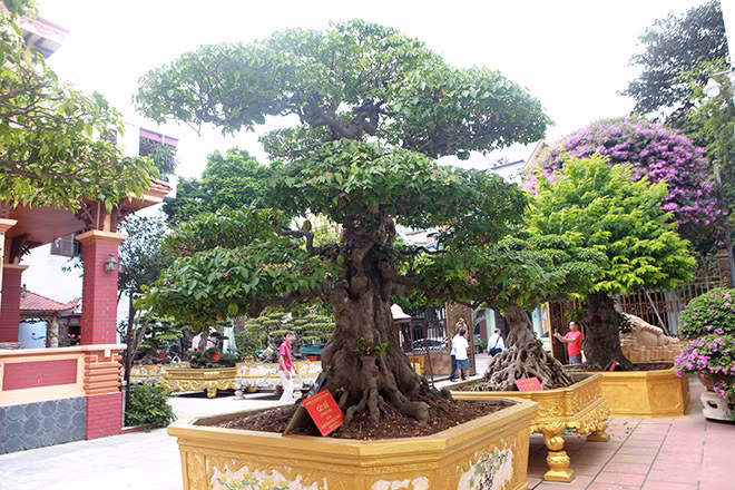 Bộ sưu tập khế cổ gồm 4 cây được xem là “có một không hai” ở Việt Nam