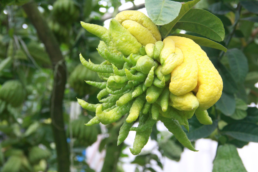 "Phật thủ năm nay nhìn chung không được to đẹp như mọi năm nhưng vẫn xuất hiện nhiều "quái kiệt" và được thương lái chú ý từ những ngày đâu. Tuy nhiên những quả này tôi thường ưu tiên cho khách quen." – Chủ một nhà vườn ở Đắc Sở chia sẻ.