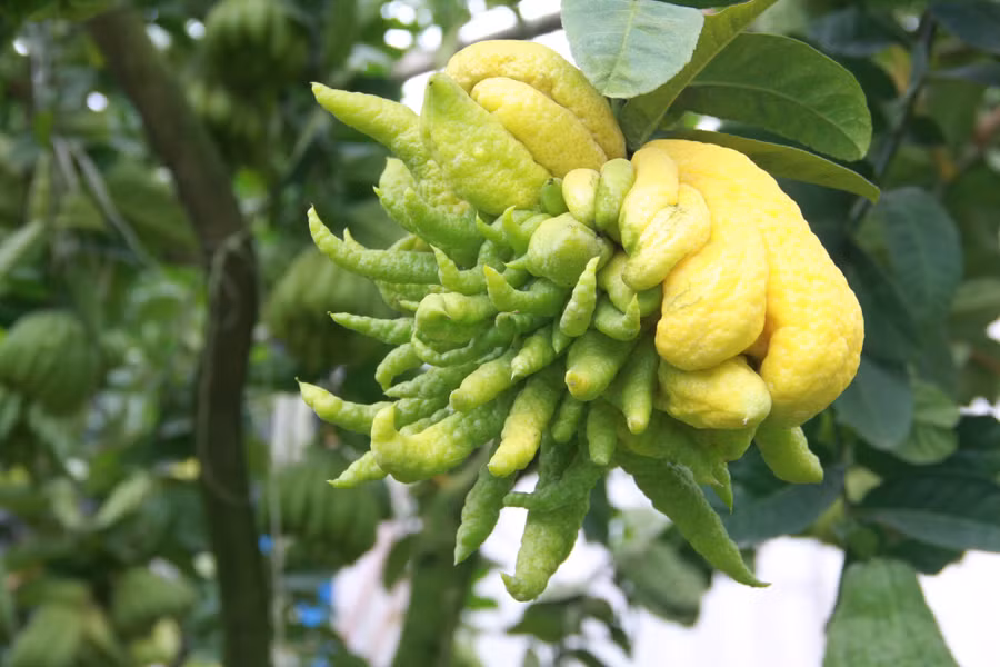 "Phật thủ năm nay nhìn chung không được to đẹp như mọi năm nhưng vẫn xuất hiện nhiều "quái kiệt" và được thương lái chú ý từ những ngày đâu. Tuy nhiên những quả này tôi thường ưu tiên cho khách quen." – Chủ một nhà vườn ở Đắc Sở chia sẻ.