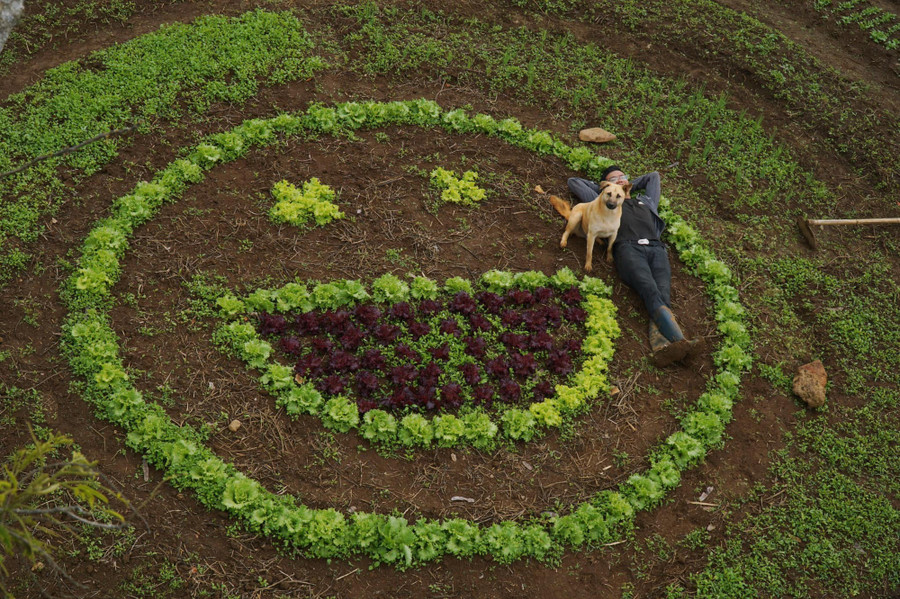 Hai người tự học cách trồng trọt, canh tác các loại cây trái.