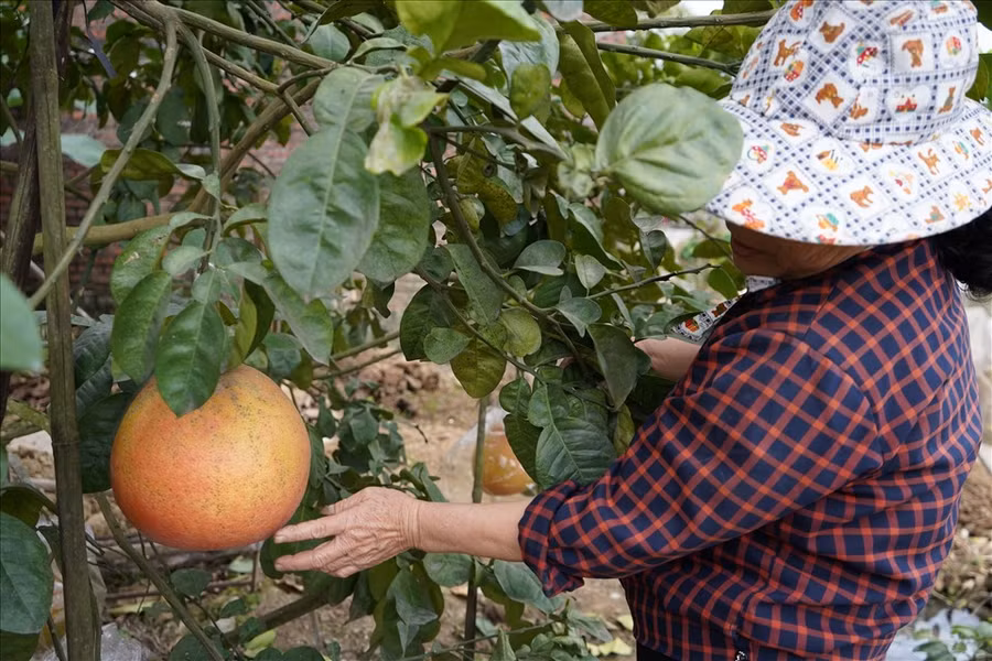 Ngoài giống bưởi vỏ vàng, vườn bưởi của gia đình bà Vườn còn có nhiều cây bưởi đỏ, cho giá trị kinh tế cao, được người dân ưa chuộng vào dịp Tết. Ảnh Mai Dung