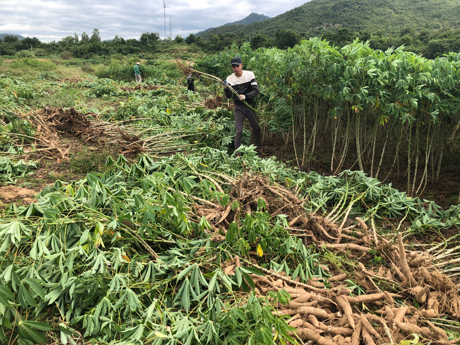 Cây mì giúp người dân huyện Krông Pa có nguồn thu nhập ổn định