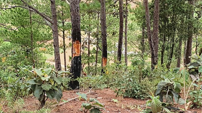 Rừng bị phá tại dự án của Công ty Hàn Việt ẢNH: G.B Rừng bị phá tại dự án của Công ty Hàn Việt ẢNH: G.B