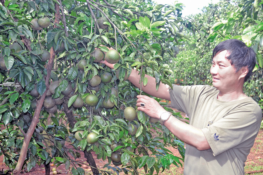  Anh Hồ Đăng Thành thu hoạch “cam ông Lộc” tại thôn 4 (xã Ia Hlốp, huyện Chư Sê). Ảnh: Hoàng Cư