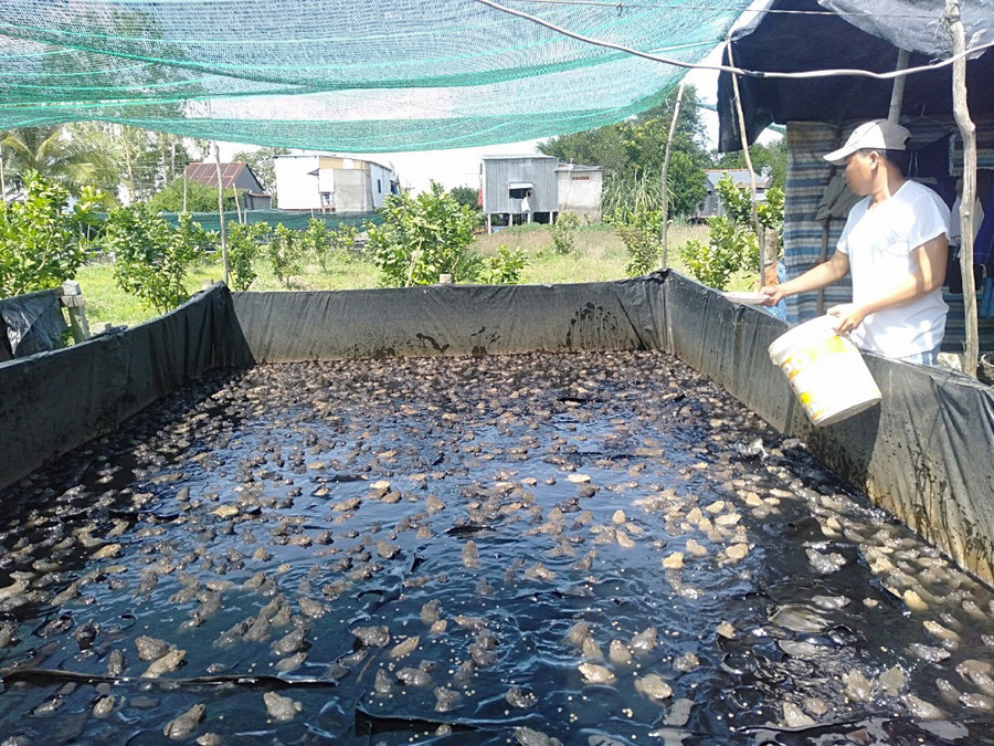 Anh Trần Văn Giang ở tại ấp Khánh Phát, xã Khánh Hòa, huyện Châu Phú (tỉnh An Giang) đang chăm sóc, cho đàn ếch Thái Lan ăn. Anh Trần Văn Giang ở tại ấp Khánh Phát, xã Khánh Hòa, huyện Châu Phú (tỉnh An Giang) đang chăm sóc, cho đàn ếch Thái Lan ăn.