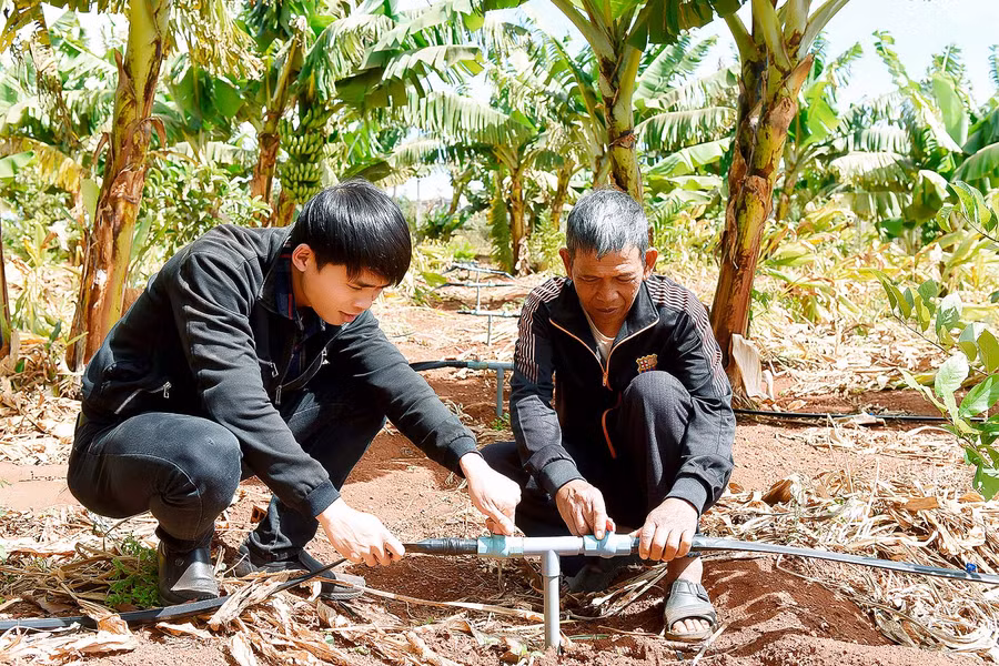 2.Ông Kê mạnh dạn đầu tư hệ thống tưới nhỏ giọt, không những tiết kiệm được nước tưới mà còn mang lại năng suất cao.