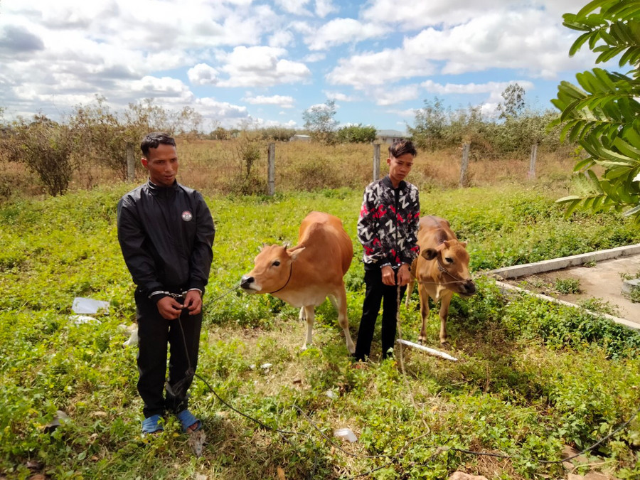  2 đối tượng Sang và Hrau đã lợi dụng lúc đêm tối không có người trông coi để dắt trộm bò. Ảnh: Văn Ngọc
