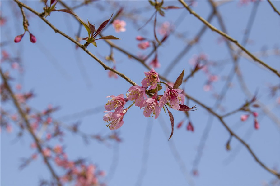 Nếu thời tiết thuận lợi cho sự phát triển của cây, không quá lạnh hoặc quá nóng, mai anh đào sẽ nở hoa đều khắp cây. Không còn màu xanh của lá mà thay vào đó là sắc hồng tươi thắm của hoa, vô cùng mãn nhãn. Nếu thời tiết thuận lợi cho sự phát triển của cây, không quá lạnh hoặc quá nóng, mai anh đào sẽ nở hoa đều khắp cây. Không còn màu xanh của lá mà thay vào đó là sắc hồng tươi thắm của hoa, vô cùng mãn nhãn.