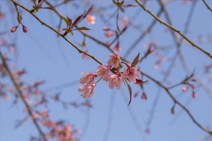 Nếu thời tiết thuận lợi cho sự phát triển của cây, không quá lạnh hoặc quá nóng, mai anh đào sẽ nở hoa đều khắp cây. Không còn màu xanh của lá mà thay vào đó là sắc hồng tươi thắm của hoa, vô cùng mãn nhãn.