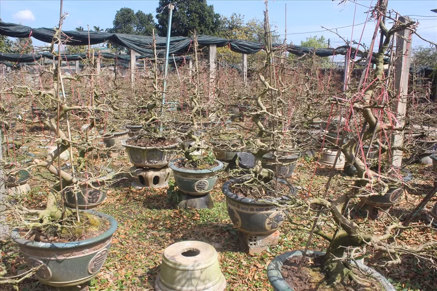 Hầu hết mai vườn ở Gia Lai được đem đi phân phối bán hàng ở chợ xuân các tỉnh Tây Nguyên, Đà Nẵng, Khánh Hòa…