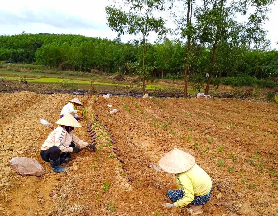 Người dân xã Song An (thị xã An Khê) trồng khảo nghiệm cây dược liệu. Ảnh: Ngọc Minh Người dân xã Song An, thị xã An Khê trồng thực nghiệm cây dược liệu. Ảnh Ngọc Minh