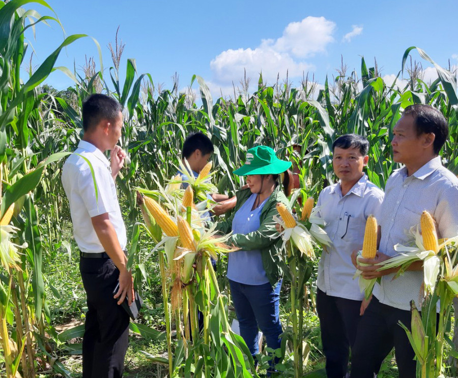 Mô hình trồng thâm canh bắp lai CP511 bước đầu đem lại hiệu quả kinh tế cao