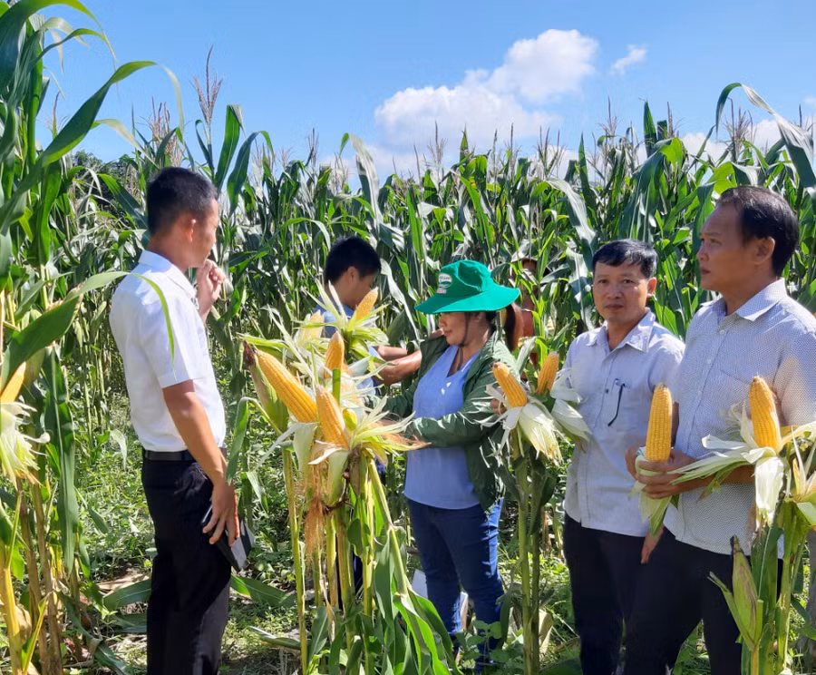 Mô hình trồng thâm canh bắp lai CP511 bước đầu đem lại hiệu quả kinh tế cao