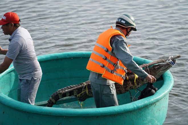 Các chuyên gia bắt được con cá sấu- Ảnh: Nguyễn Long Các chuyên gia bắt được con cá sấu- Ảnh: Nguyễn Long