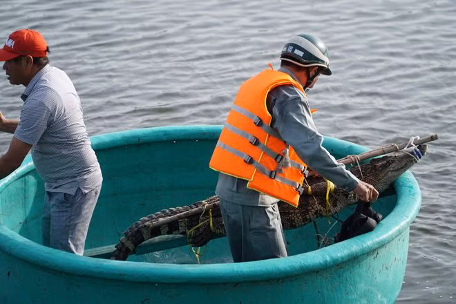 Các chuyên gia bắt được con cá sấu- Ảnh: Nguyễn Long