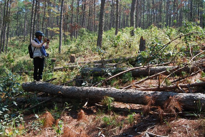  Rừng trong một dự án ở Lâm Đồng bị phá - ẢNH: GIA BÌNH