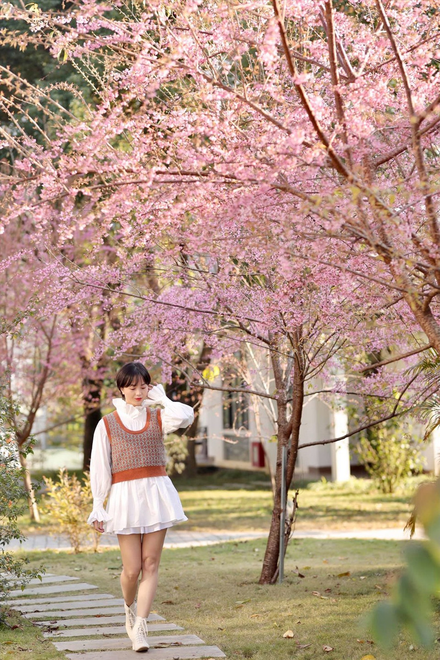 Tại các resort cũng trồng hoa mai anh đào để du khách có thể thoải mái check-in cùng loài hoa này (Ảnh: Xuân Hải) Tại các resort cũng trồng hoa mai anh đào để du khách có thể thoải mái check-in cùng loài hoa này (Ảnh: Xuân Hải)