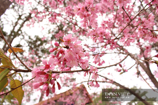 Mai anh đào nở cũng là dấu hiệu của mùa xuân đã về. Ảnh Văn Long.