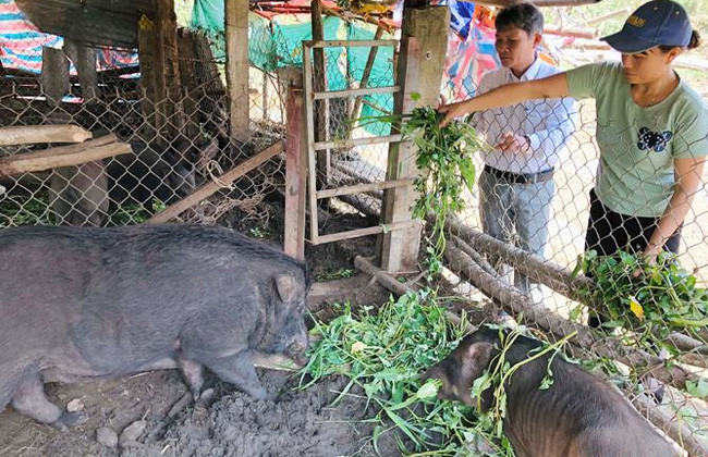  Nhờ nuôi lợn ky, mà gia đình chị Nguyễn Thị Lệ Chi có cuộc sống khấm khá. Ảnh: H.T