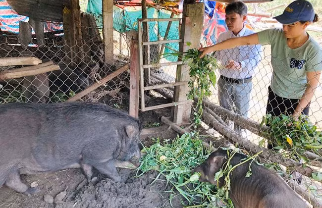  Nhờ nuôi lợn ky, mà gia đình chị Nguyễn Thị Lệ Chi có cuộc sống khấm khá. Ảnh: H.T