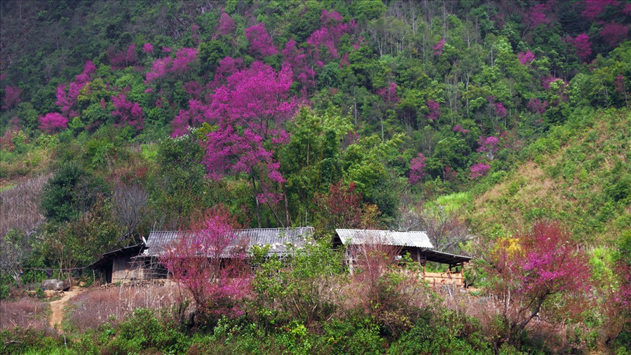Hoa Tớ Dày là thứ “đặc sản” riêng có của núi rừng Tây Bắc và Mù Cang Chải thu hút du khách và làm say đắm lòng người mỗi dịp Tết đến, Xuân về.