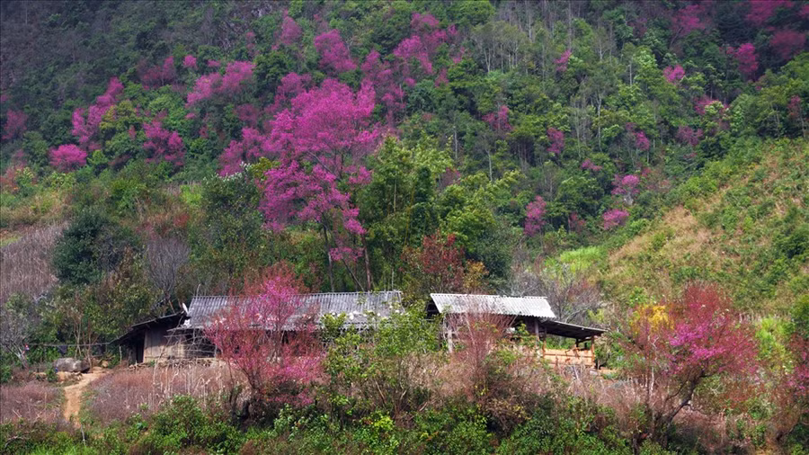 Hoa Tớ Dày là thứ “đặc sản” riêng có của núi rừng Tây Bắc và Mù Cang Chải thu hút du khách và làm say đắm lòng người mỗi dịp Tết đến, Xuân về.